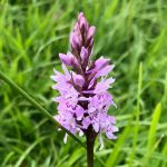 common-spotted-orchid-Cotswolds-Broadway