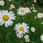 oxeye daisies at Broadway Manor Cottages